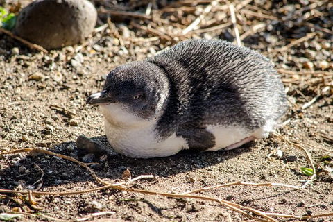 Phillip Island Penguin Parade Day Trip With Koala Park - Accommodation Kalgoorlie 10