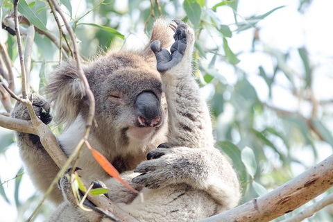 Phillip Island Penguin Parade Day Trip With Koala Park - Accommodation Kalgoorlie 8