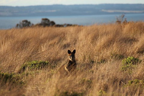 Private Great Ocean Road - The Ultimate Aussie Adventure - Accommodation Kalgoorlie 1