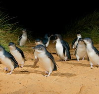 Private Tour to Phillip Island with Ranger Guided Experience - Accommodation Kalgoorlie