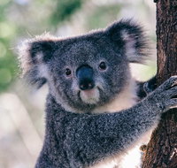 Private Tour Healesville Sanctuary Wildlife  Puffing Billy Steam Train - Accommodation Kalgoorlie