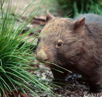 Private Nocturnal Wildlife Tour from Melbourne - Accommodation Kalgoorlie