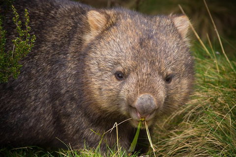 2-Day Phillip Island And Wilsons Promontory Tour From Melbourne - Accommodation Kalgoorlie 6