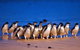 2-Day Phillip Island And Wilsons Promontory Tour From Melbourne - thumb 7