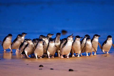 2-Day Phillip Island And Wilsons Promontory Tour From Melbourne - Accommodation Kalgoorlie 7