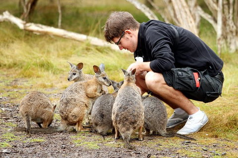 2-Day Phillip Island And Wilsons Promontory Tour From Melbourne - Accommodation Kalgoorlie 8
