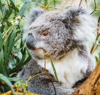 Mornington Peninsula Family Fun Tour - Accommodation Kalgoorlie