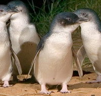Private Phillip Island Penguin Tour with personal tour guide - Accommodation Kalgoorlie