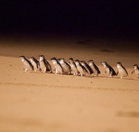 Melbourne Sightseeing Tour with Phillip Island Penguins and Great Ocean Road - Accommodation Kalgoorlie