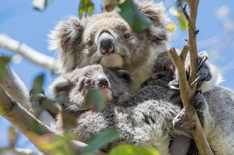 Small-Group Great Ocean Road And 12 Apostles Full-Day Tour From Melbourne - Accommodation Kalgoorlie 9