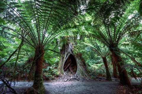 Small-Group Great Ocean Road And 12 Apostles Full-Day Tour From Melbourne - Accommodation Kalgoorlie 10