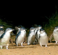 Phillip Island Penguin Brighton Beach Moonlit Sanctuary from Melbourne - Accommodation Kalgoorlie