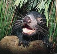 Hobart Shore Excursion Half Day Bonorong Wildlife Park with Richmond Tour - Accommodation Kalgoorlie