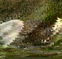 Bruny Island premium private photo-oriented day tour from Hobart - Accommodation Kalgoorlie