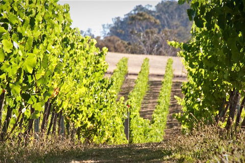 Richmond And Wine Tour Departing Hobart - Accommodation Kalgoorlie 1