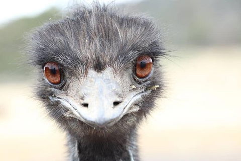 ZOODOO ZOO Tour, Meet The Famous Tasmanian Devil, Cuddle A Kangaroo, Feed A Lion - Accommodation Kalgoorlie 1
