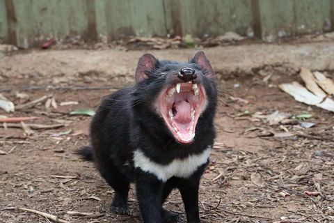ZOODOO ZOO Tour, Meet The Famous Tasmanian Devil, Cuddle A Kangaroo, Feed A Lion - Accommodation Kalgoorlie 0