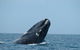 3 Day Whale Watching Tour From Adelaide - thumb 5
