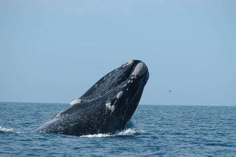 3 Day Whale Watching Tour From Adelaide - Accommodation Kalgoorlie 5