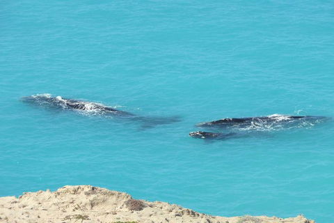 3 Day Whale Watching Tour From Adelaide - Accommodation Kalgoorlie 7