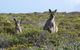 3 Day Whale Watching Tour From Adelaide - thumb 3
