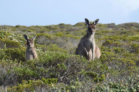 3 Day Whale Watching Tour From Adelaide - Accommodation Kalgoorlie 3