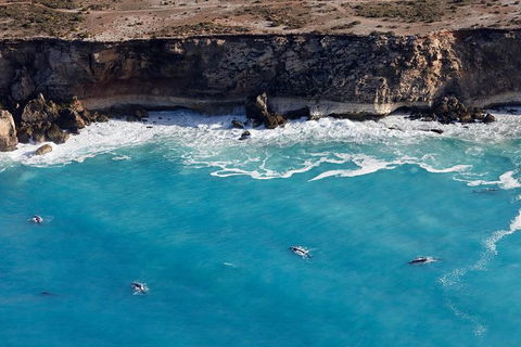 3 Day Whale Watching Tour From Adelaide - Accommodation Kalgoorlie 14