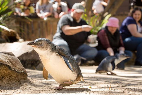 Adelaide Zoo Behind The Scenes Experience: Penguins In Person - Accommodation Kalgoorlie 1