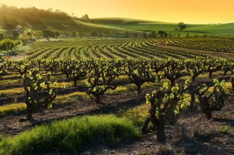 Adelaide Super Saver: Adelaide City Sightseeing Tour Plus Barossa Valley And Hahndorf Tour - Accommodation Kalgoorlie 1