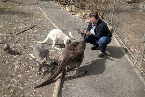 A Taste Of Adelaide And Hahndorf By Car Private Tour. - Accommodation Kalgoorlie 8