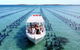 Experience Coffin Bay Oyster Farm And Bay Tour - thumb 12