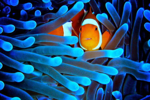 5-Day Best Of Cairns With Daintree, Kuranda, And Great Barrier Reef - Accommodation Kalgoorlie 0