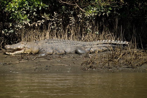 5-Day Best Of Cairns With Daintree, Kuranda, And Great Barrier Reef - Accommodation Kalgoorlie 10