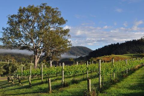 Full Day Mount Tamborine Winery Tour From Gold Coast - Accommodation Kalgoorlie 15