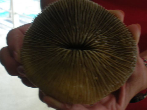 Quicksilver Outer Great Barrier Reef Snorkel Cruise From Palm Cove - Accommodation Kalgoorlie 5