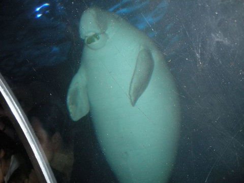 Quicksilver Outer Great Barrier Reef Snorkel Cruise From Palm Cove - Accommodation Kalgoorlie 4