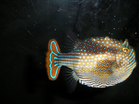 Quicksilver Outer Great Barrier Reef Snorkel Cruise From Palm Cove - Accommodation Kalgoorlie 6