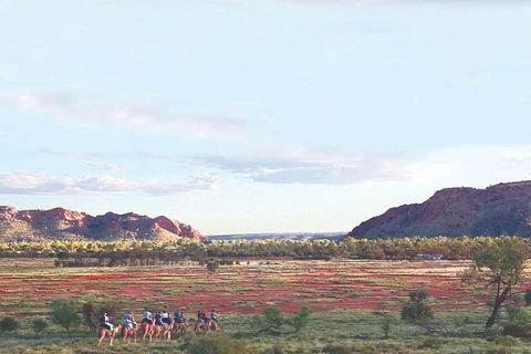 Alice Springs Camel Tour - Accommodation Kalgoorlie 3