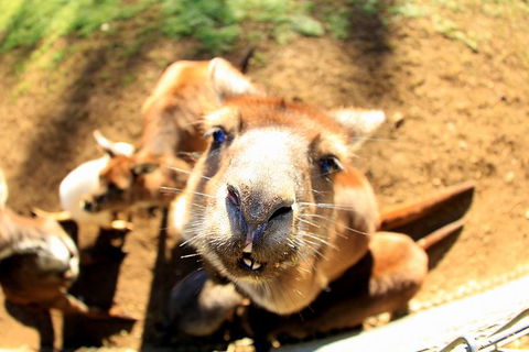 All-Inclusive Blue Mountains Day Trip With River Cruise - Accommodation Kalgoorlie 1
