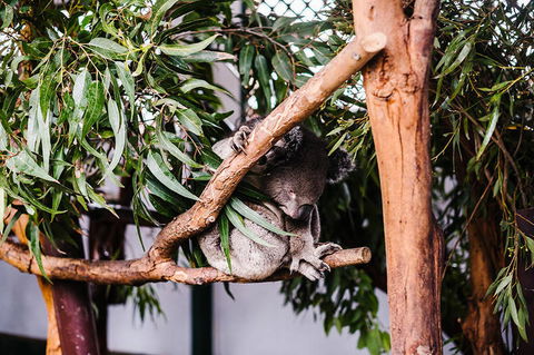 All-Inclusive Blue Mountains Day Trip With River Cruise - Accommodation Kalgoorlie 14