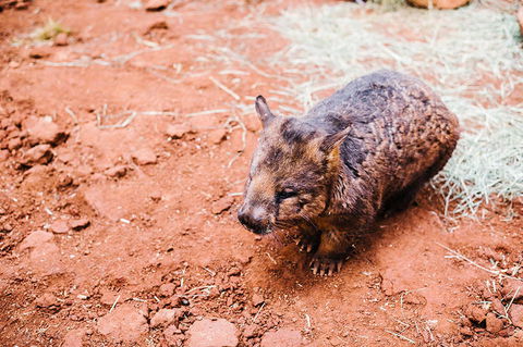 All-Inclusive Blue Mountains Day Trip With River Cruise - Accommodation Kalgoorlie 16