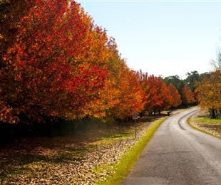 Charles Sturt University Winery - Accommodation Kalgoorlie 0