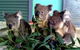 Cohunu Koala Park - thumb 0