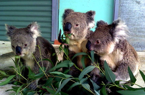 Cohunu Koala Park - Accommodation Kalgoorlie 0