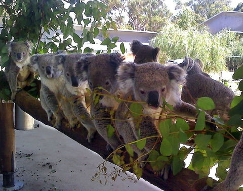 Cohunu Koala Park - Accommodation Kalgoorlie 1