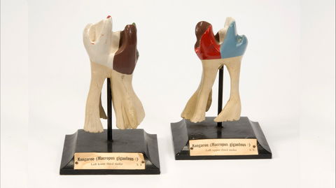 Henry Forman Atkinson Dental Museum - Accommodation Kalgoorlie 0