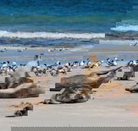 Seal Bay - Accommodation Kalgoorlie