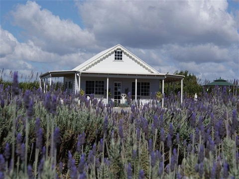 Amandine Lavender - Accommodation Kalgoorlie 0