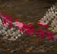 Belgrave - Accommodation Kalgoorlie