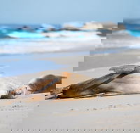 Cape Gantheaume Conservation Park and Wilderness Protection Area - Accommodation Kalgoorlie